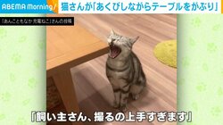 口を全開にしてあくびをする猫が“変貌” まさかの行動が「鰹節と間違えたな」と話題