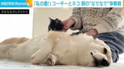 「浮気は許さない！」猫を“なでなで”したときのコーギーの反応に絶賛の嵐「起き上がるの可愛すぎ」「お詫びのコネコネw」