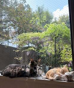 藤あや子、5年前に夫から贈られた藤の花が満開に「こんなに立派に育ちました」