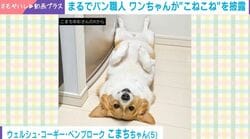 パンがパンこねてる!? まるで職人なコーギーの“こねこね”姿に「美味しいパンできるかな〜」「なかなか気合の入ったこね方！」の声