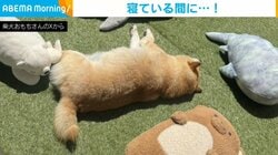 一緒に日なたぼっこ？柴犬がぬいぐるみに囲まれても寝続ける姿に「すごく癒されました!!」「気持ち良さそう」とほっこり