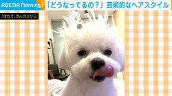 どないなっとるんや！ 犬のクセ強な“芸術的ヘアスタイル”に「寝グセ？」「下敷きでゴシゴシした？」とジワる人続出