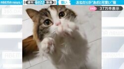 あざと可愛すぎる…！猫のおねだりする仕草に心掴まれる人続出！「ご飯でも、おやつでも欲しいだけあげちゃいそう」