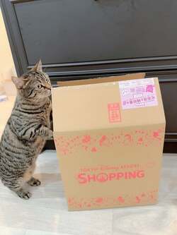  川崎希、TDSから自宅に届いた品を公開「よくwebで買うんだ」 