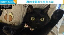 目を丸くしてポカーン…抱きかかえられた黒猫が“奇妙なポーズ”で固まる姿に注目