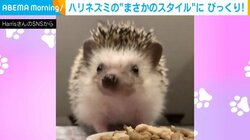 ハリネズミが「伸び～」 暗視カメラが捉えた“まさかのスタイル”に衝撃 「予想以上の長さ」「美脚！！」