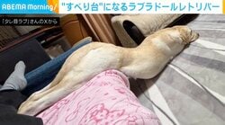「アザラシ？」「ダリの名画？」ソファでとろけるラブラドールの“すべり台ポーズ”が、SNSで22万件以上の大反響