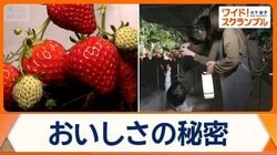 夜のイチゴ狩りがブーム　非日常の空間で…あま～い体験　味は昼より“甘い”