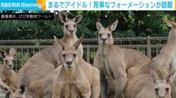 カメラ目線バッチリ？カンガルーたちの“見事なフォーメーション”がまるでアイドルグループと話題
