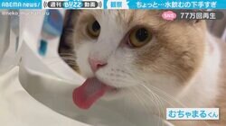 水を飲むのが下手すぎる猫が話題 「顔面突っ込んだ方が早い」「4打数無安打」とツッコミ殺到