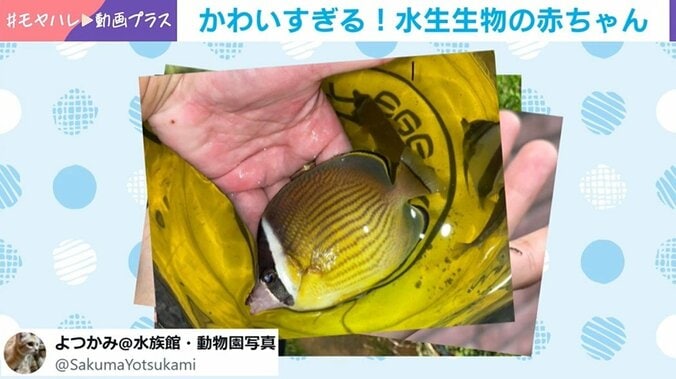 よつかみさんの採集した生き物