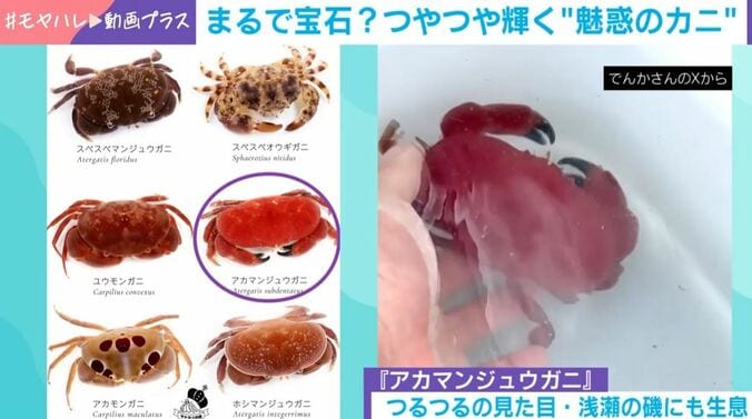 「アカマンジュウガニ」