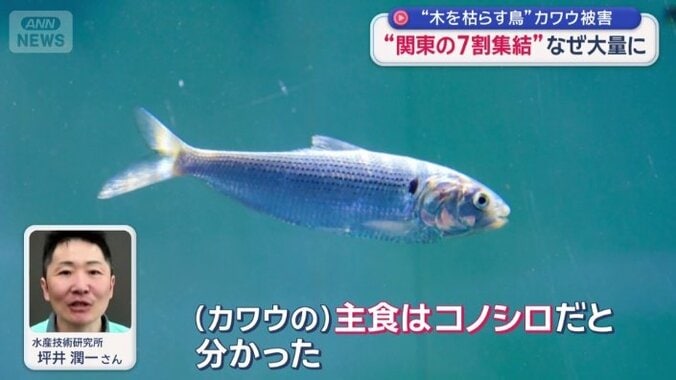 カワウの主食「コノシロ」