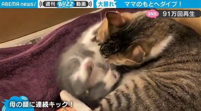 母猫の顔面に高速回転の“猫キック” 「愛の勢いがすごいｗ」とネットで話題 1枚目