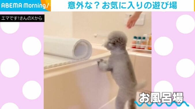 トイプードルのエマちゃん