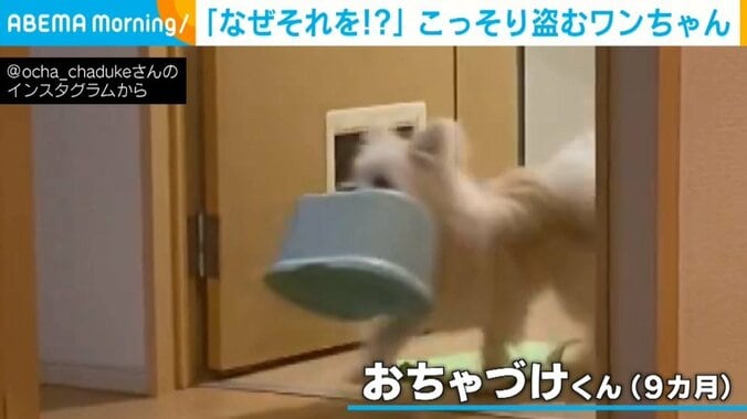 風呂場からイスを盗む犬 どこか楽しげな犯行の瞬間に「コーヒー吹き出したww」「走り方可愛すぎる」 1枚目