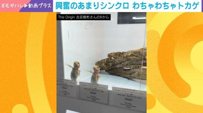フトアゴヒゲトカゲ
