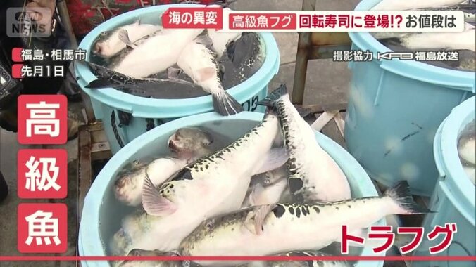 高級魚　トラフグ