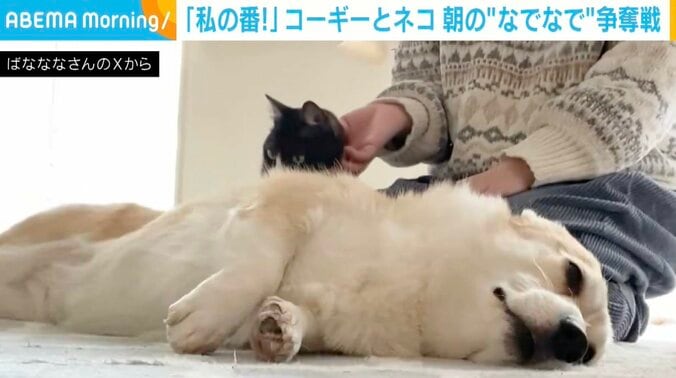 コーギーのあんずちゃん、猫のちくわぶちゃん