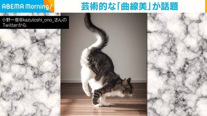 “美”を体現する猫 奇跡の1枚に「鳥肌が立ってきた」「絵になる」と絶賛の声 1枚目