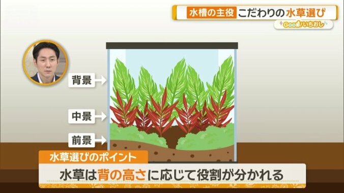 水草選びのポイント