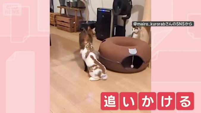 猫を追いかける