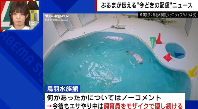 ラッコのライブ配信