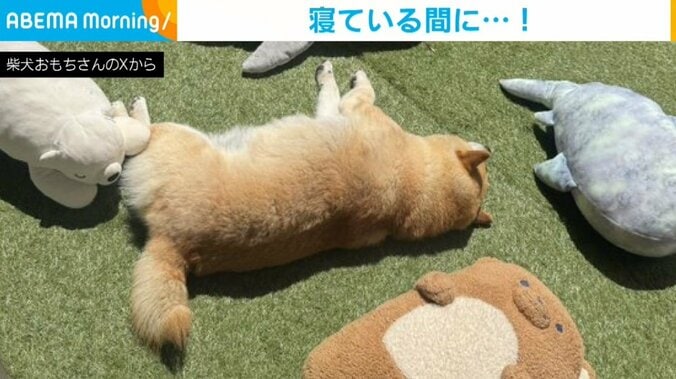 柴犬のおもちさん
