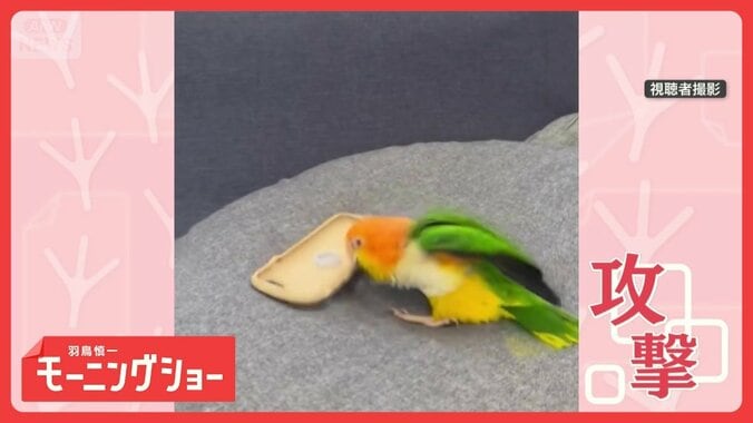 まるでプロレス！　VSスマホケース　激しく連続攻撃するインコさん　敵だと思ってる？ 1枚目