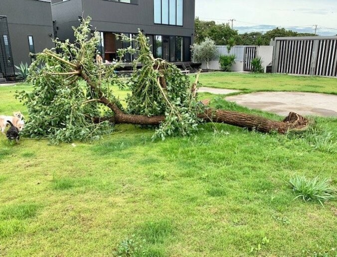 坂上忍、台風の影響で自宅の庭の木が倒れる「根元から、ゴッソリ持っていかれて」 1枚目