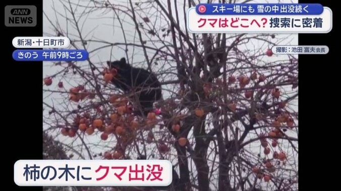 柿の木にクマ出没