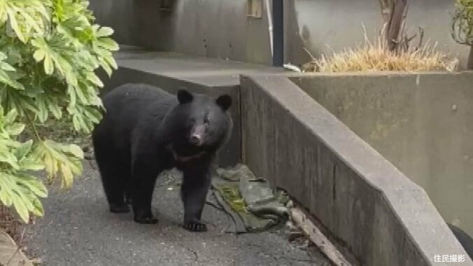 冬眠しないクマが各地で人襲う　専門家は年またいで出没する可能性を指摘 1枚目