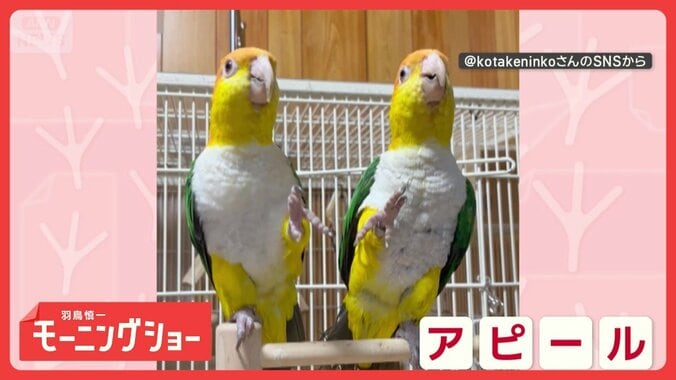 片脚上げて「は～い！」　名前呼ばれるとお返事するインコさん　言葉を理解してる？ 1枚目