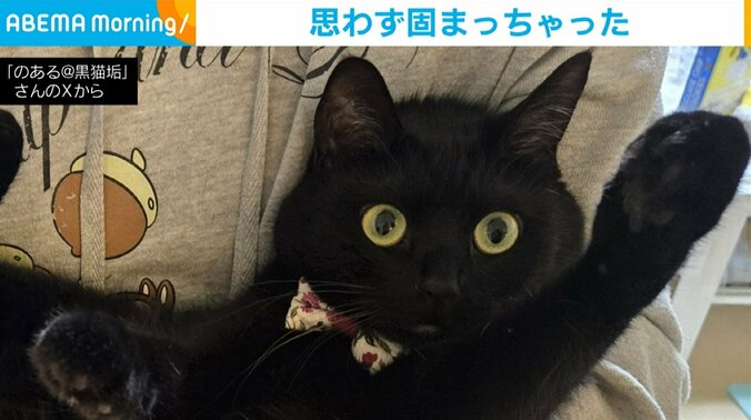 黒猫の「のある」ちゃん（4歳）
