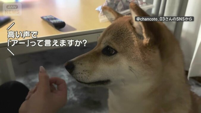 飼い主「高い声で『アー』って言えますか？」