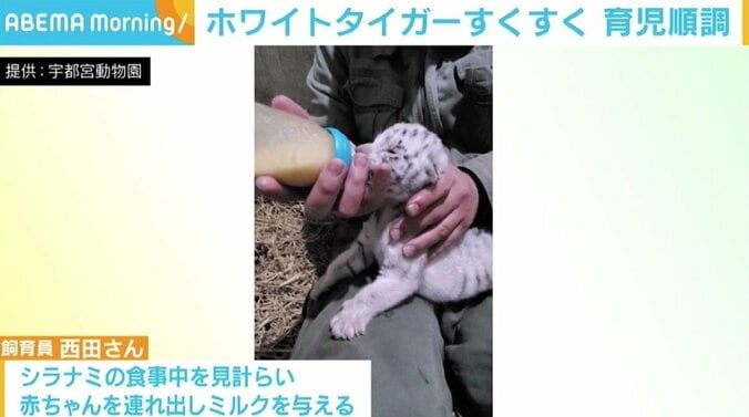 ホワイトタイガーの赤ちゃん、困難の連続も親子の姿が見られるまでに 「どう育つのかワクワク」 3枚目