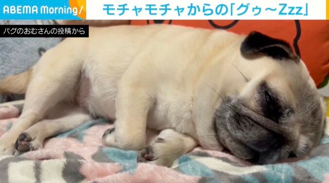 パグのおむちゃん