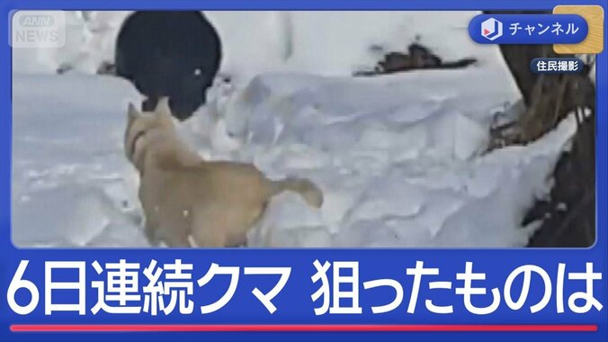 今度は通学路に　畑荒らす“親子グマ”も 1枚目