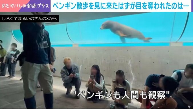 アシカのトイくん