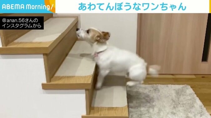 テンションが上がりすぎて階段が上れない…！ ぴょんぴょん跳ねる犬に反響 1枚目