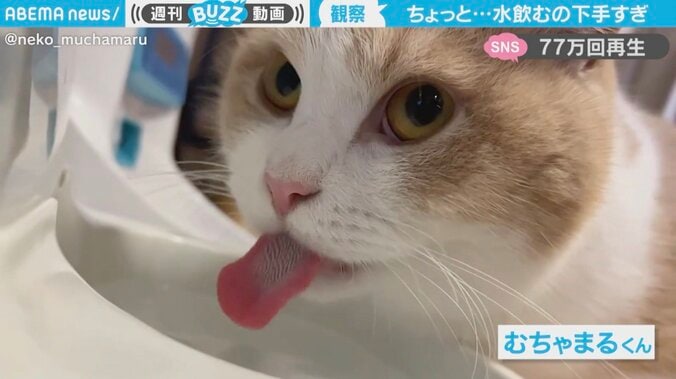 水を飲むのが下手すぎる猫が話題 「顔面突っ込んだ方が早い」「4打数無安打」とツッコミ殺到 1枚目