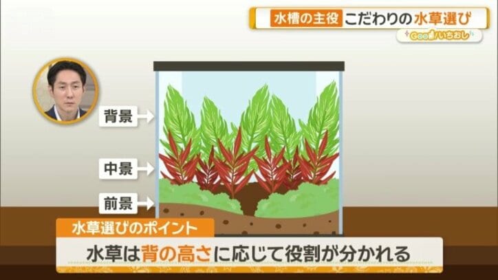 水草選びのポイント