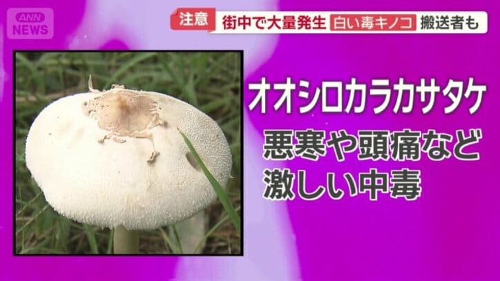 オオシロカラカサタケ