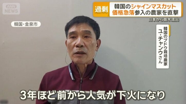 韓国のブドウ栽培農家　ユ・チャンウさん