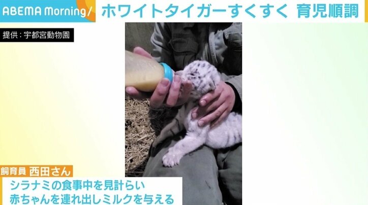 ホワイトタイガーの赤ちゃん、困難の連続も親子の姿が見られるまでに 「どう育つのかワクワク」