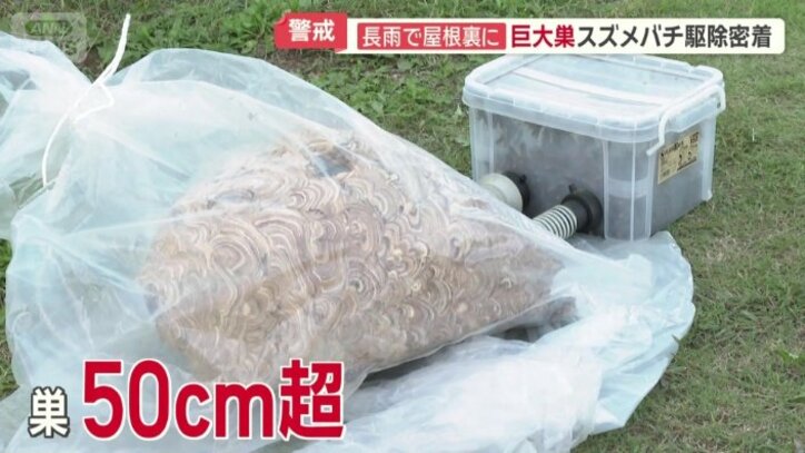 ハチの数は1000匹にも及んだ