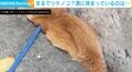 「クメジマミゾツチノコ観測されました」溝にすっぽり収まった犬→“別の生き物”に変身 入る理由にほっこり