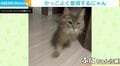 名前を呼ばれた猫 キリッとした表情で駆けつける姿が話題に 「かっこいい」「惚れるー!」の声