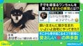 「なかなか見事な4コマ」赤ちゃんに近づきたくて…子守を頑張る豆柴に起きたまさかの展開