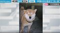吹雪に遭遇してしまった柴犬の“変顔”にほっこり 「悲劇だけど、喜劇」「腹筋崩壊するw」